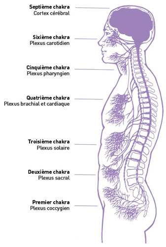 Chakras et ganglions nerveux - Judith Anodea