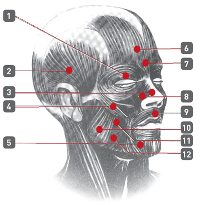 les muscles du visage