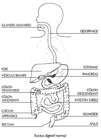 fonctionement intestin colon alimentation - LIVRE MACRO EDITIONS