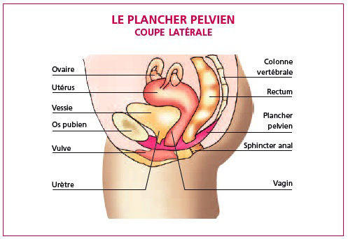 Oberhammer - plancher pelvien 