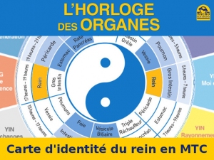 Le professeur Li Wu dresse une carte d’identité pour chacun de nos organes (MTC)