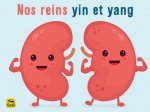 Comment fonctionnent mes reins yin et yang ? (Méd. Trad. Chinoise - MTC)