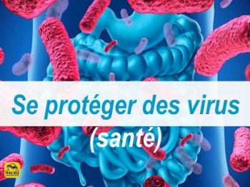 Comment les bactéries peuvent nous protéger des virus ?