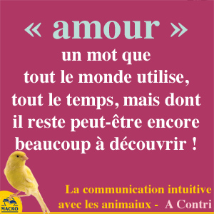 amour dans la communication avec les animaux