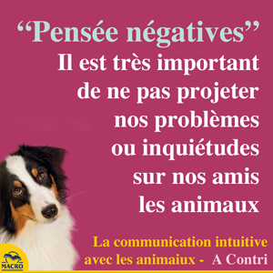 éviter d'être trop négatif avec les animaux, ils le sentent