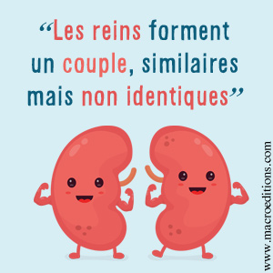 les reins sont un couples similaires mais pas identiques