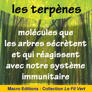 les terpènes molécules des arbres - santé - promenade