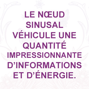 Le nœud sinusal véhicule une quantité impressionnante d’informations et d’énergie