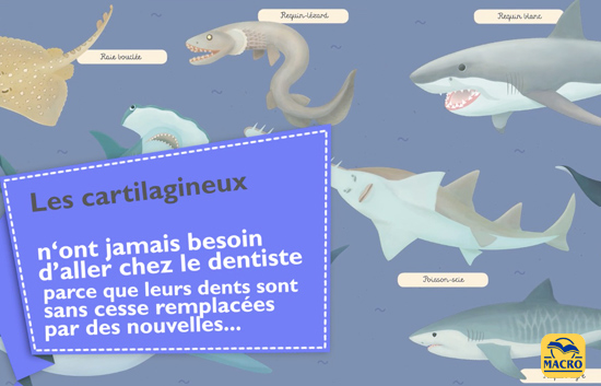 cartilagineux et le dentiste