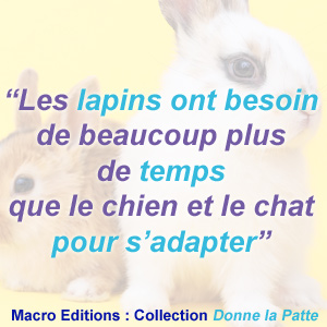 être patient avec notre lapin domestique