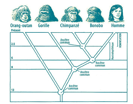 hominisation