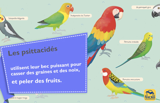 psittacidés et leurs becs puissants