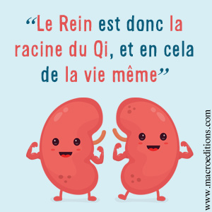 Le Rein est donc la racine du Qi